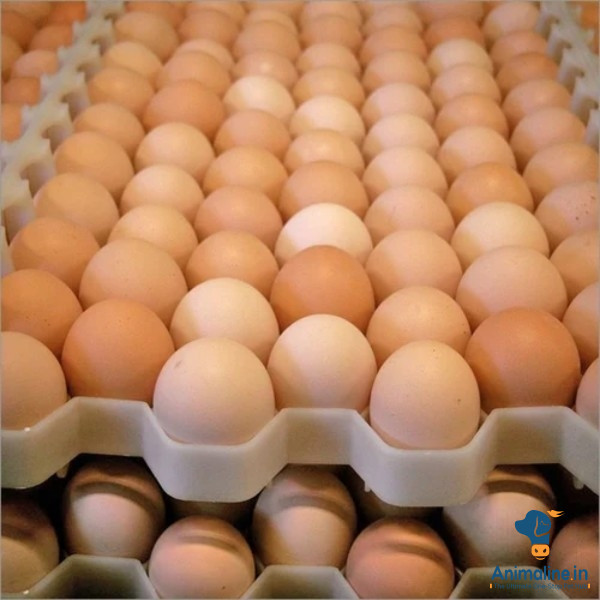 Fresh eggs 