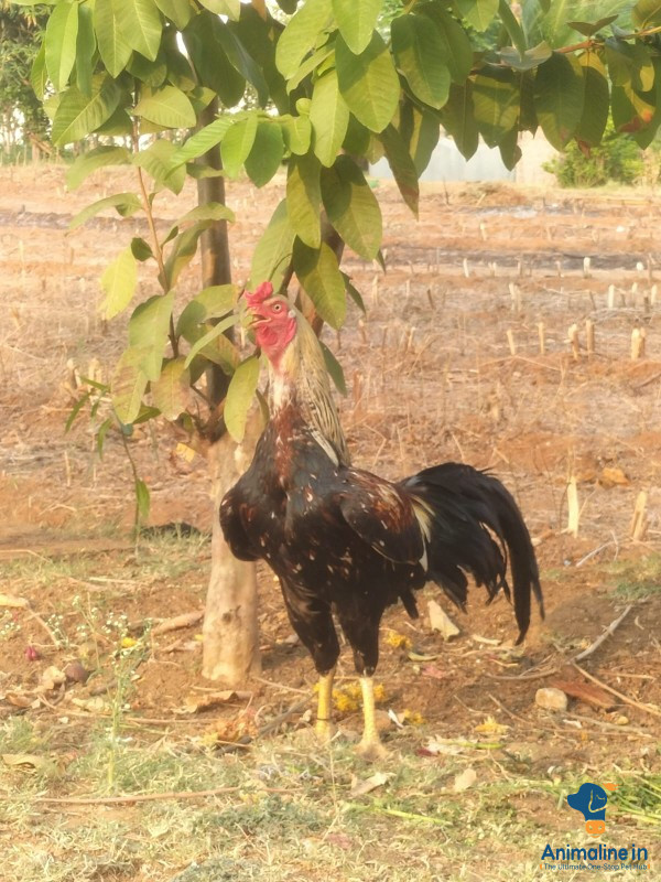 1.7 years old male cock