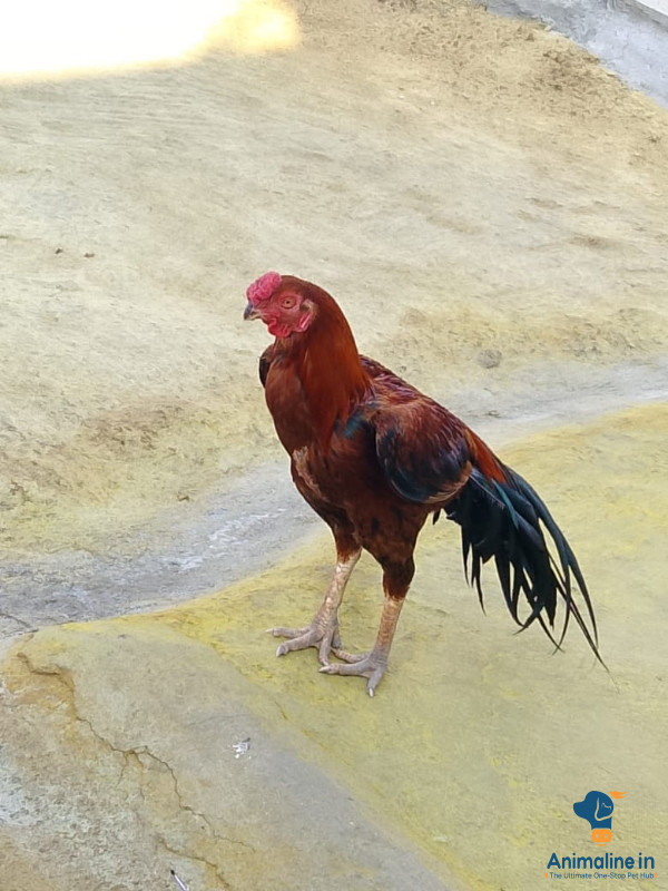 1 ವರ್ಷದ ಪೈಟರ್ ಹುಂಜ