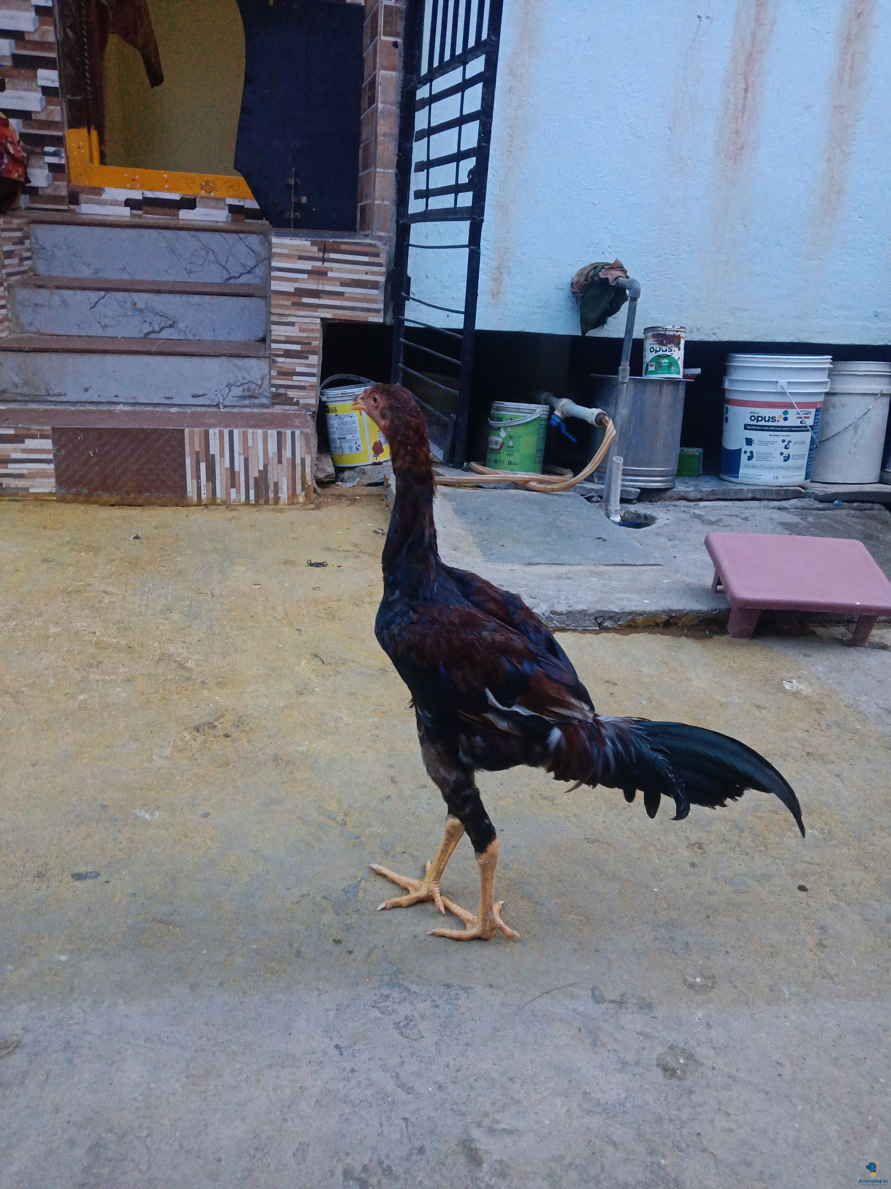 Premium Aseel Hen for Adoption