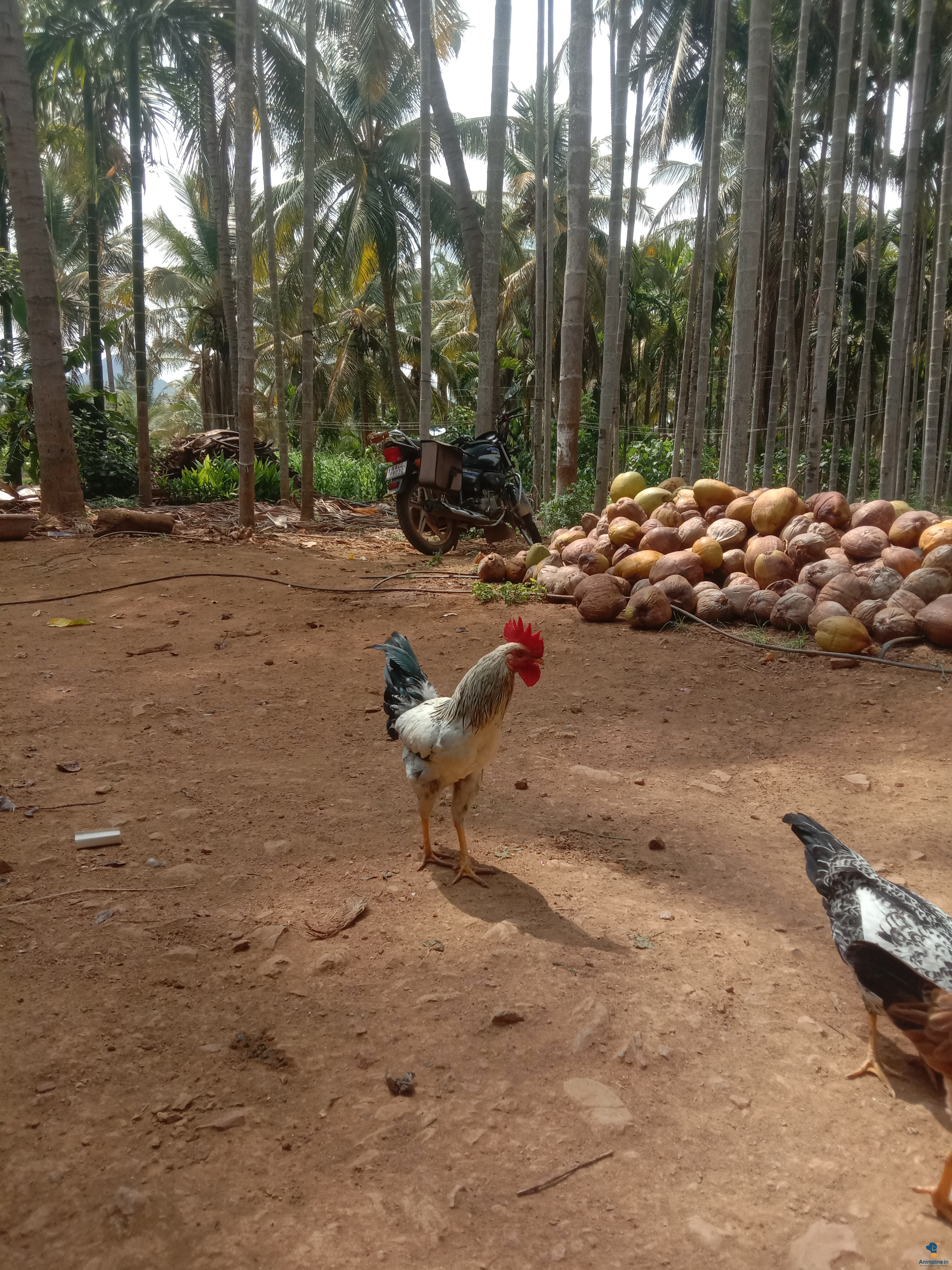 ಮಾರಾಟಕ್ಕಿದೆ ಆರೋಗ್ಯಕರ ಪುರುಷ Desi Murgi or Nati Kohli