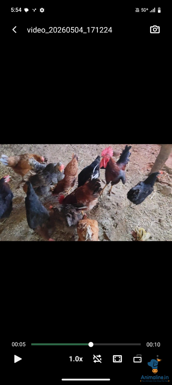 ಮಾರಾಟಕ್ಕಿದೆ ಆರೋಗ್ಯಕರ