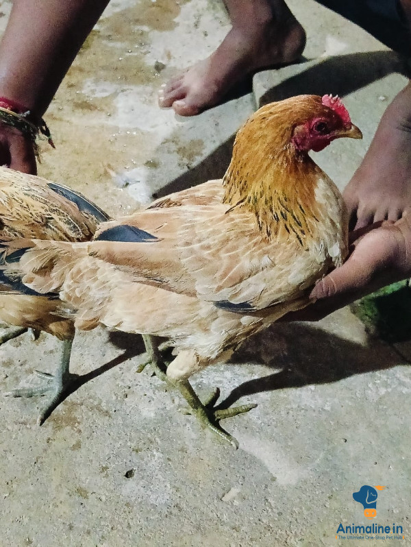 ನಾಟಿ ಕೋಳಿ. ನಾಟಿ ಹುಂಜ 