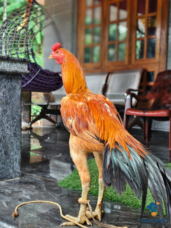 ಅಂಕದ ಕೋಳಿ (fighting cock)