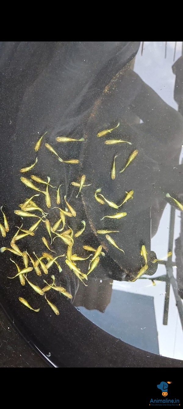 24K GOLD GUPPY AVAILABLE PAIR SINGEL MALE, FEMALE BOTH