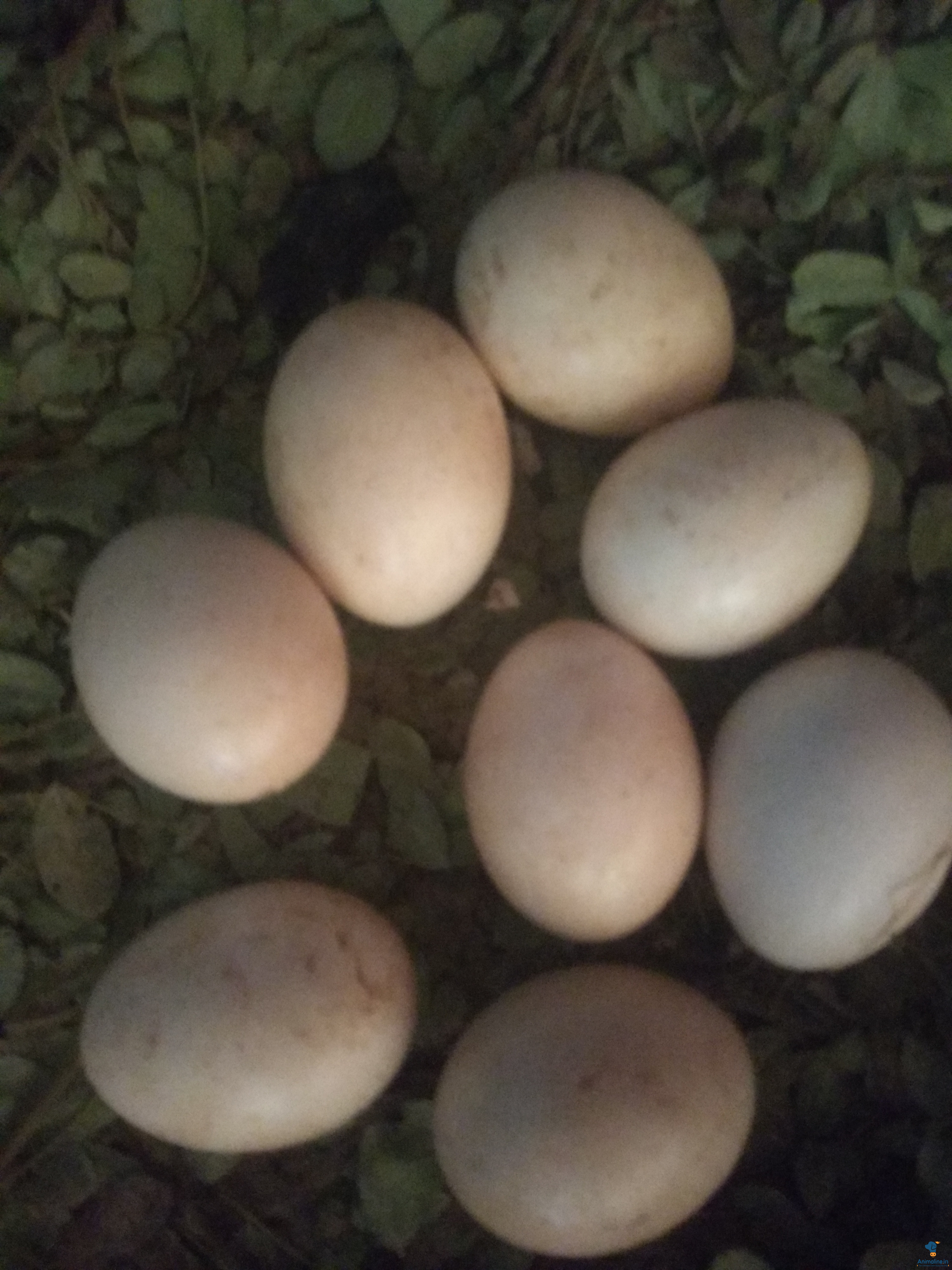 Healthy and Active  pure nati koli eggs for Sale