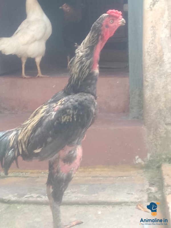 11 ತಿಂಗಳು ಹಸಿಲ್ ಫೈಟರ್ 