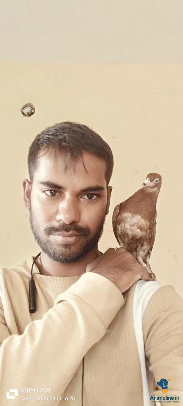2 months bird