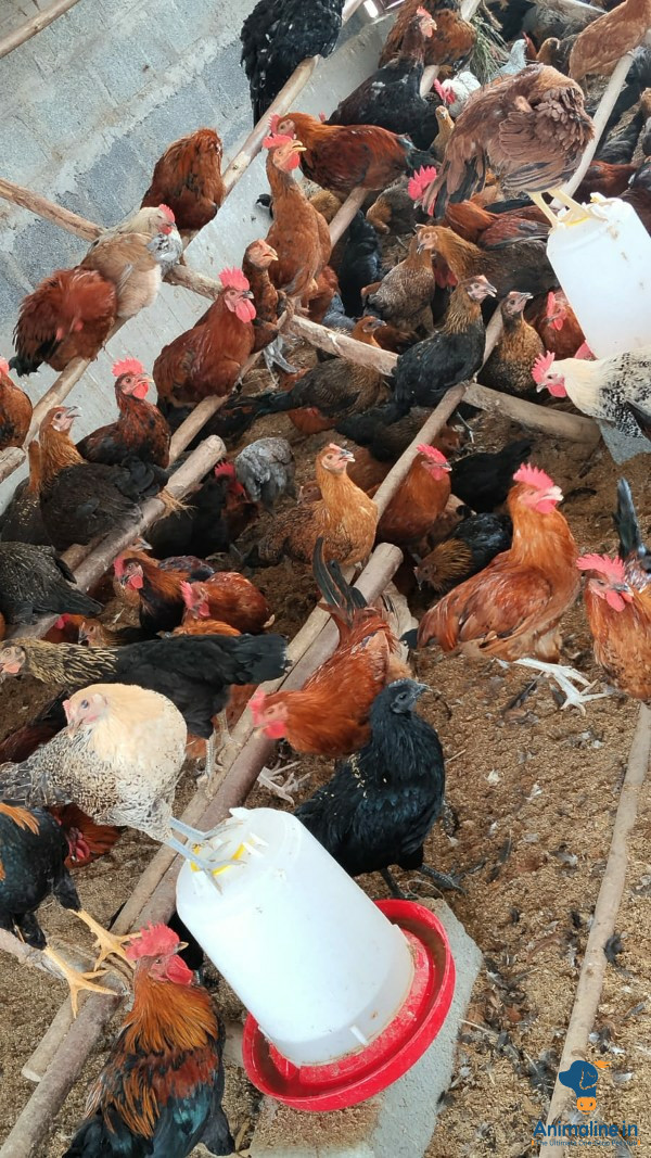 5mnth old nati chicken available 
