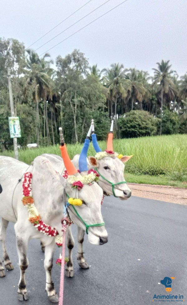 ಆರು ವರ್ಷ ಆಗಿದೆ ಗಂಡು 