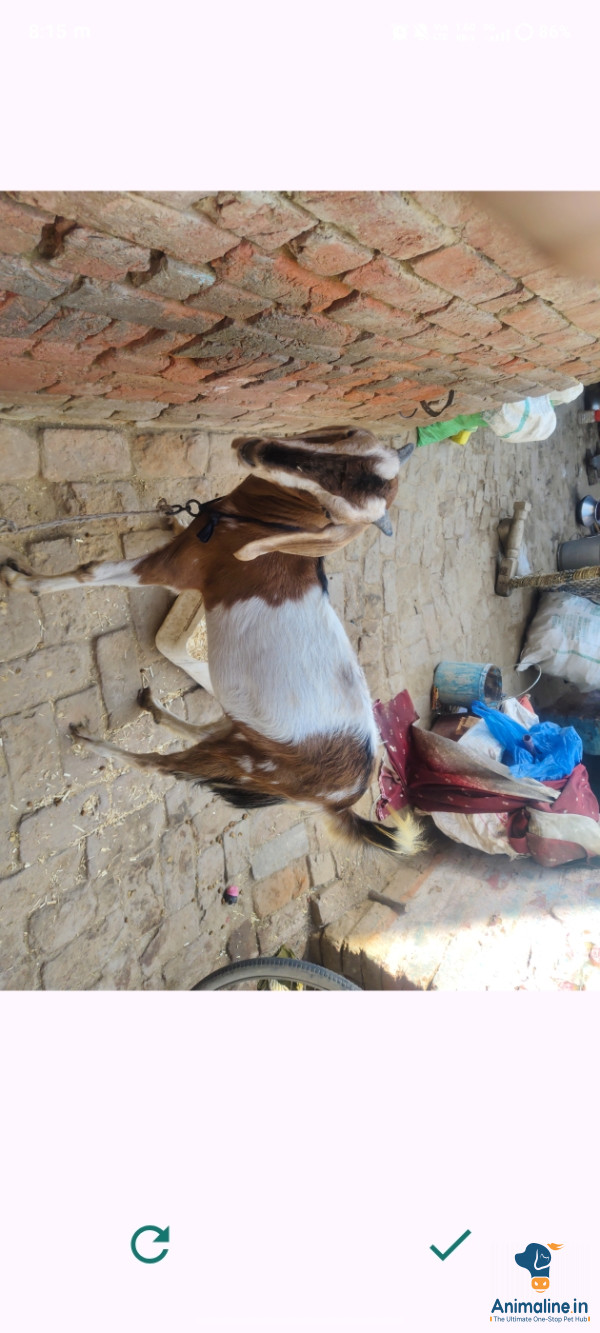 Healthy and Active Female Others for Sale