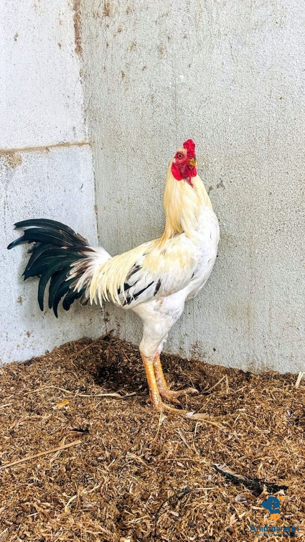Healthy and Active Male Aseel for Sale