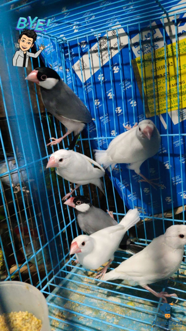 6 months java breading pair