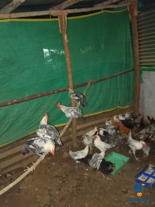 ನಾಟಿ ಕೋಳಿ 