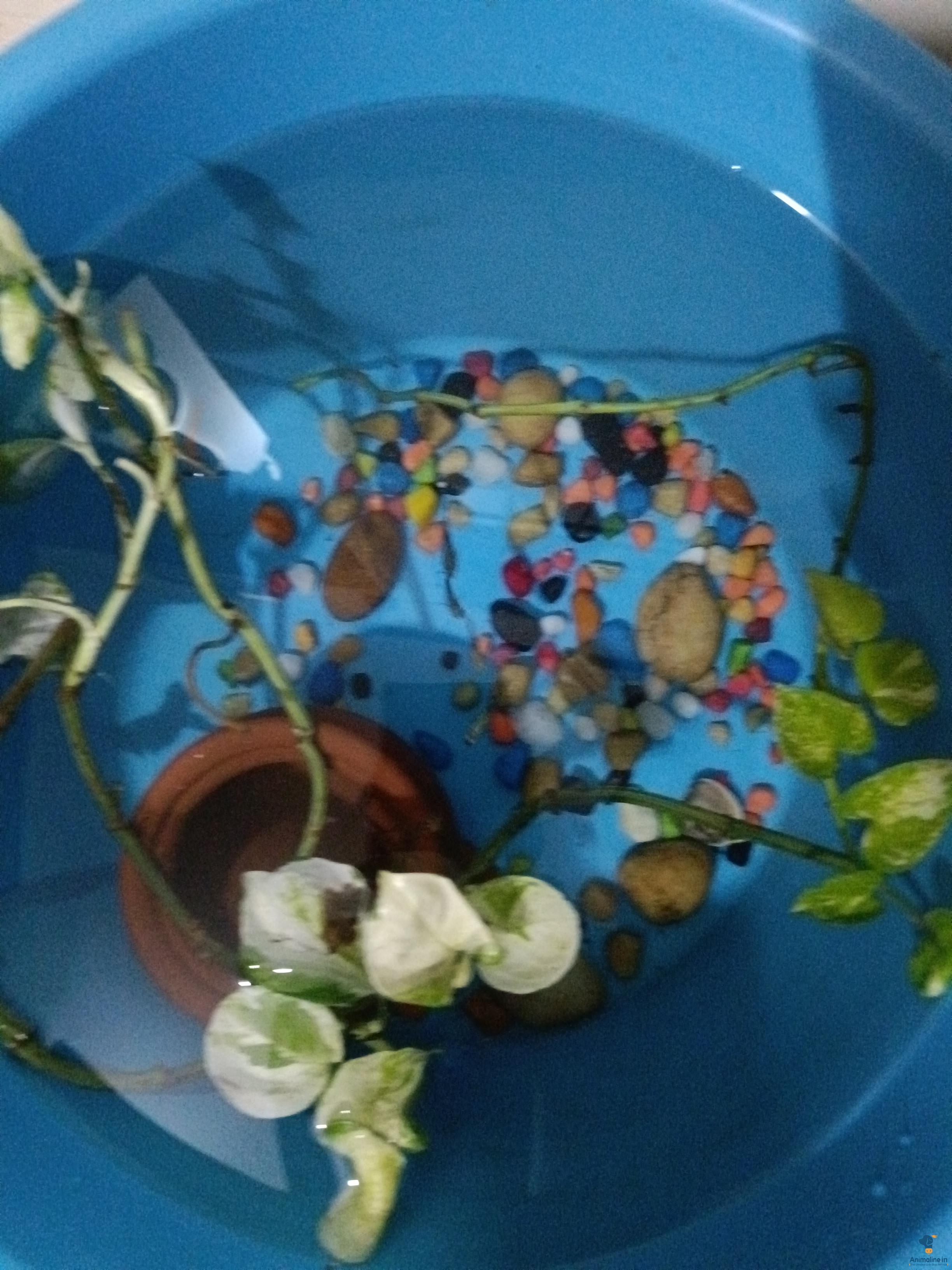 Healthy and Active   for Sale