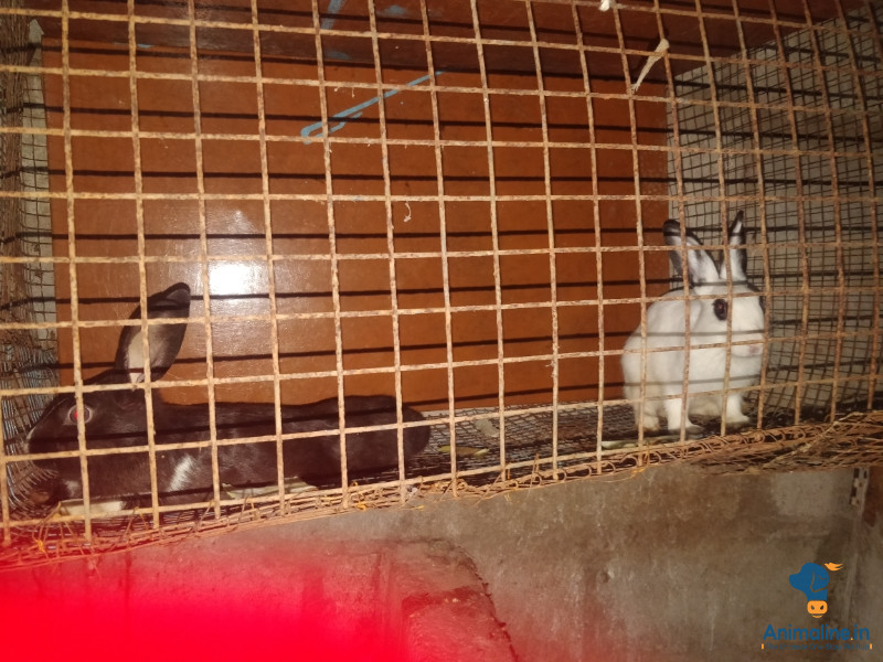 Rabbits male female 