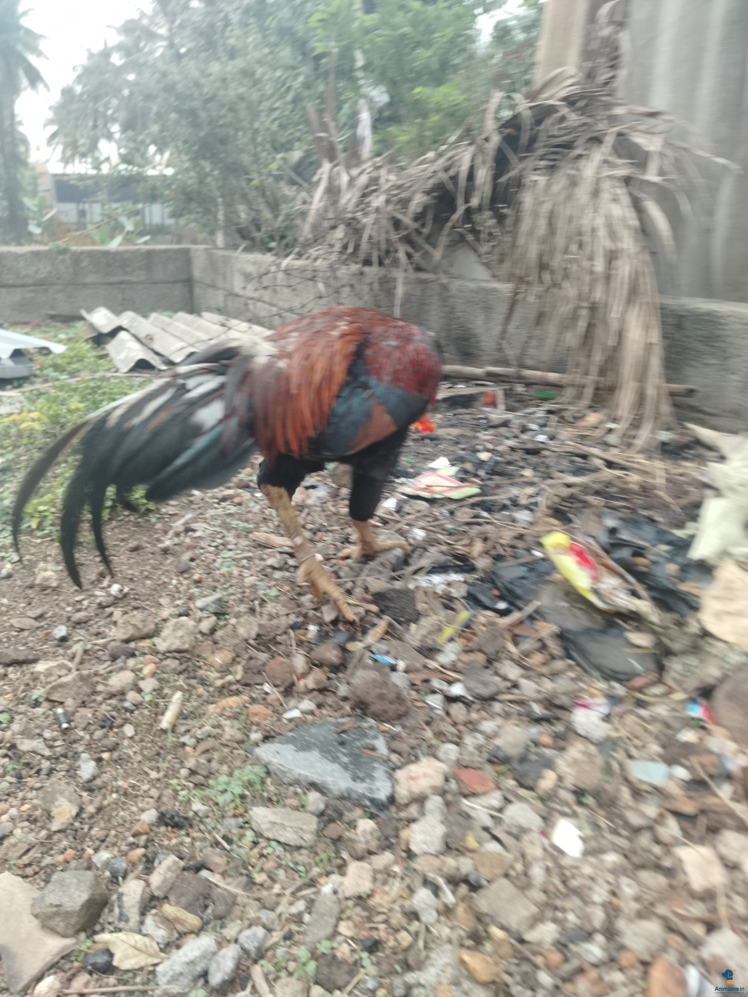 Premium Aseel Hen for Adoption