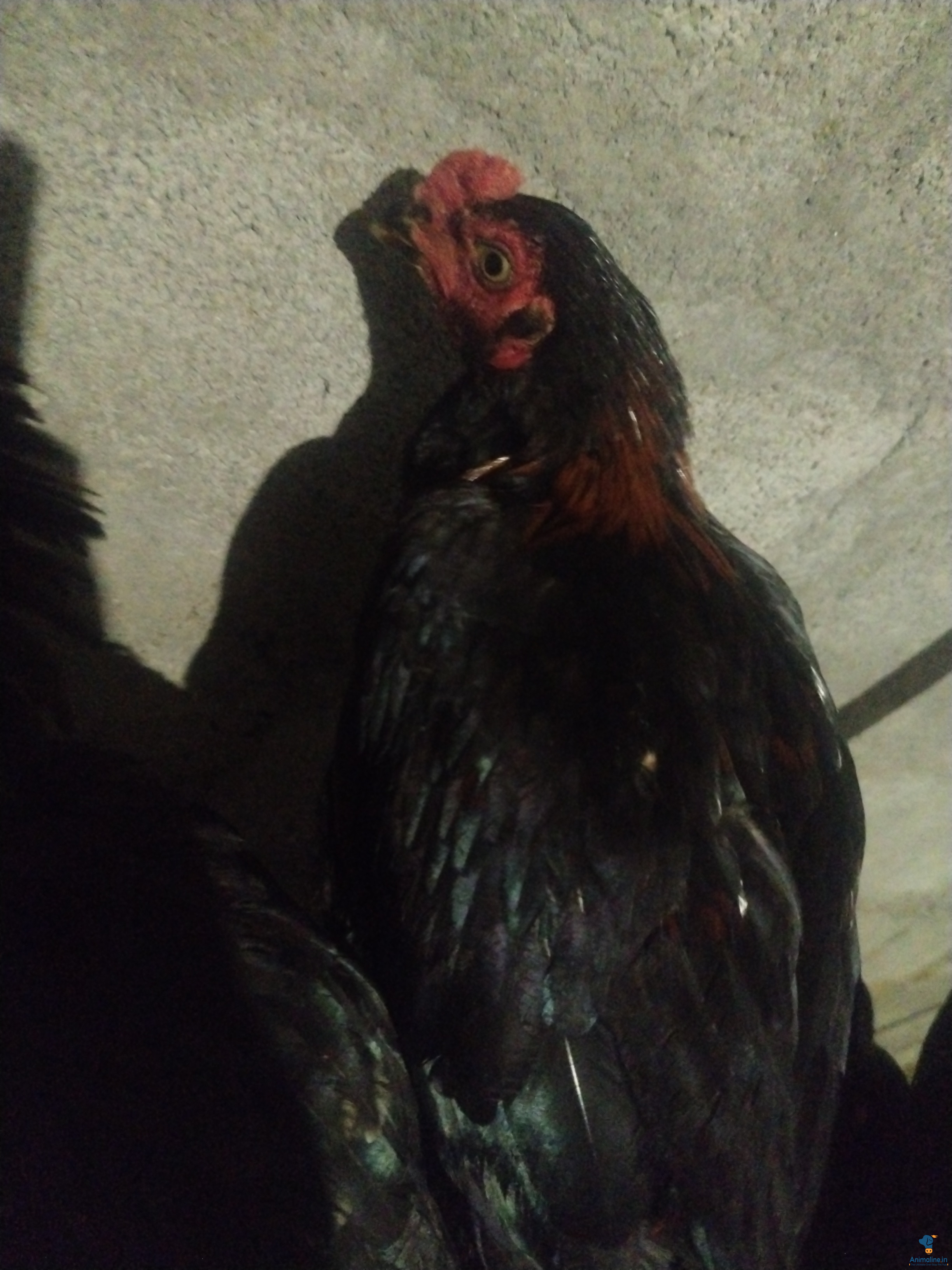 Healthy and Active Male Others for Sale