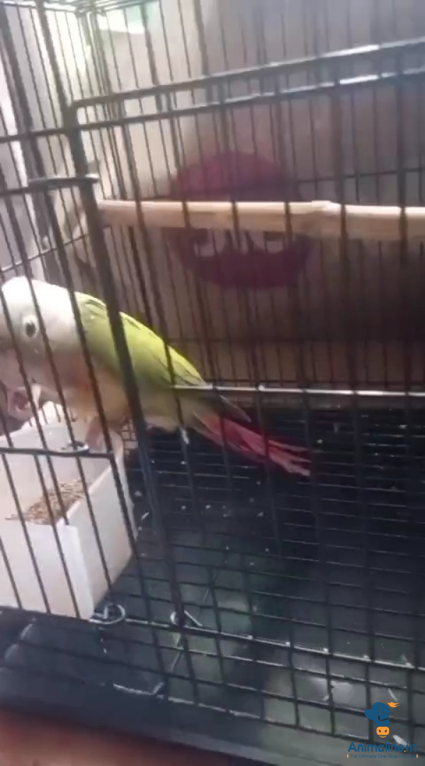 1 year old