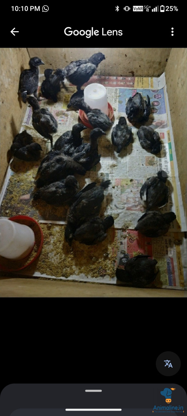 14 days old kadaknath n sonali chicks available!!
