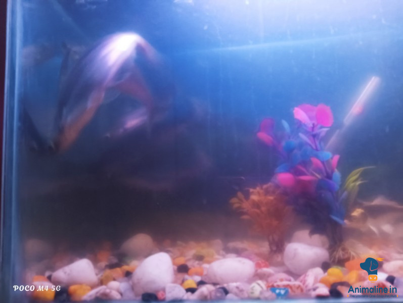 1 year shark fishes(3)