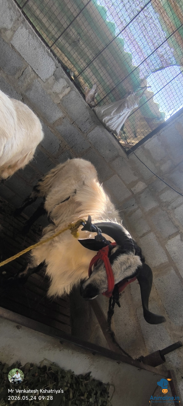 Premium Nellore Sheep for Adoption