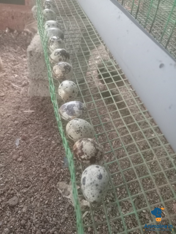 First qwality Quails egg 