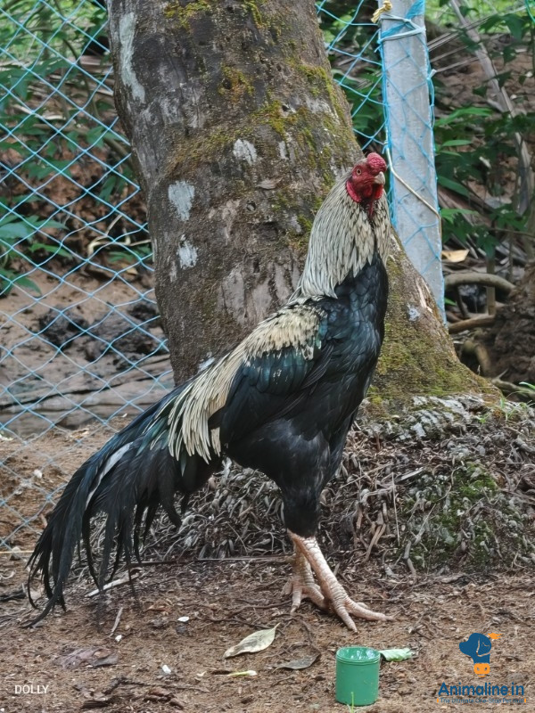 1 varshada koli