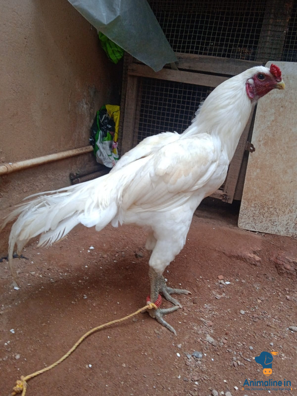 Premium Aseel Hen for Adoption