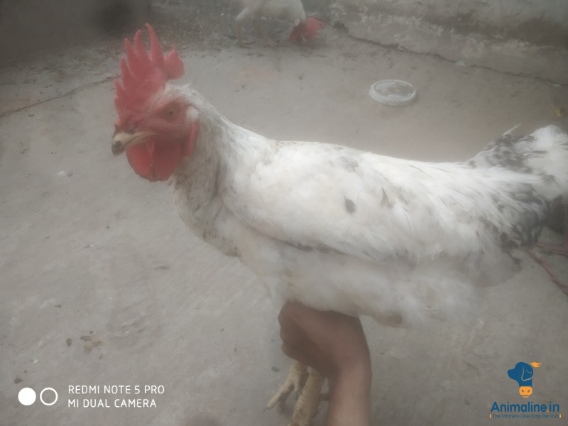 Healthy and Active Male Others for Sale