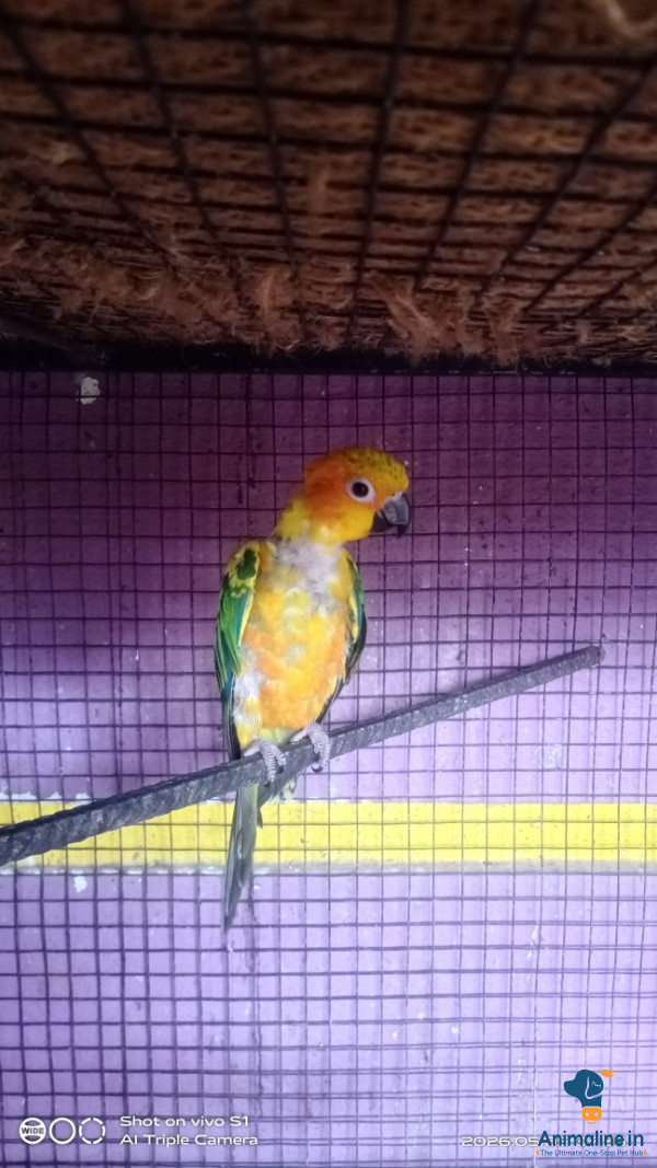 Healthy and Active Male&Females  for Sale