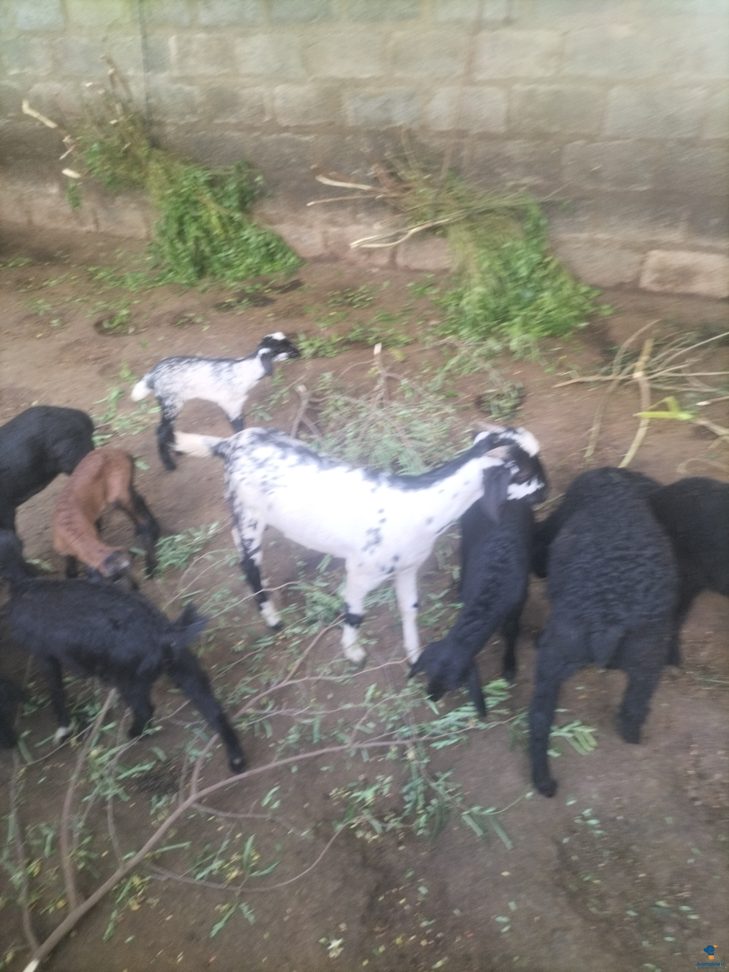 ಪ್ರೀಮಿಯಂ Hyderabadi Goat {}