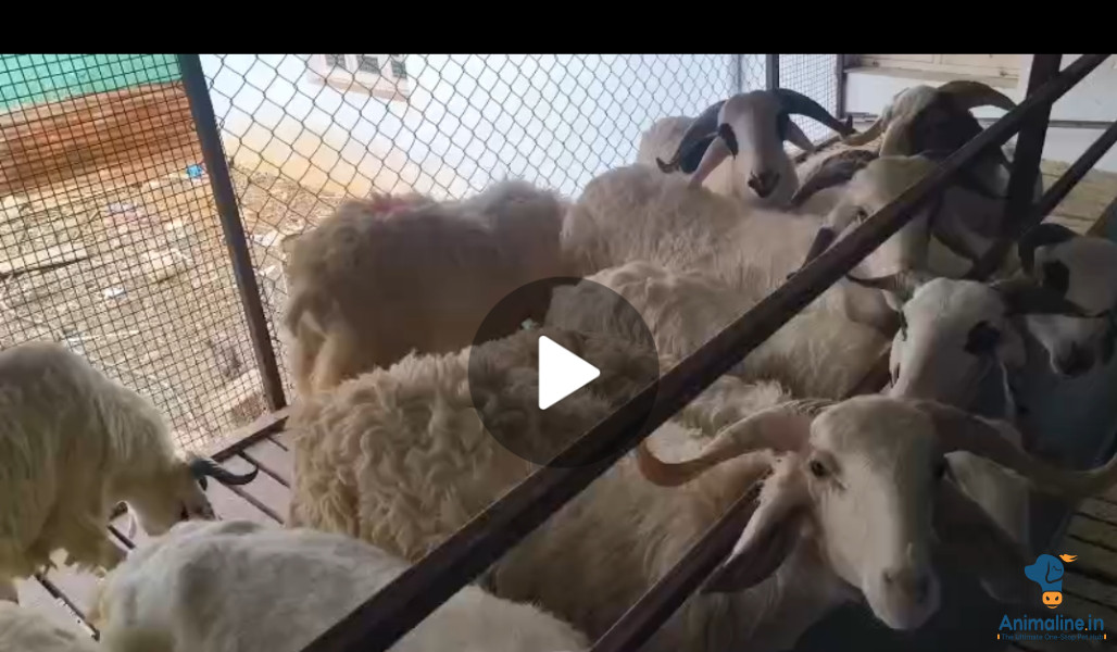 1year sheep