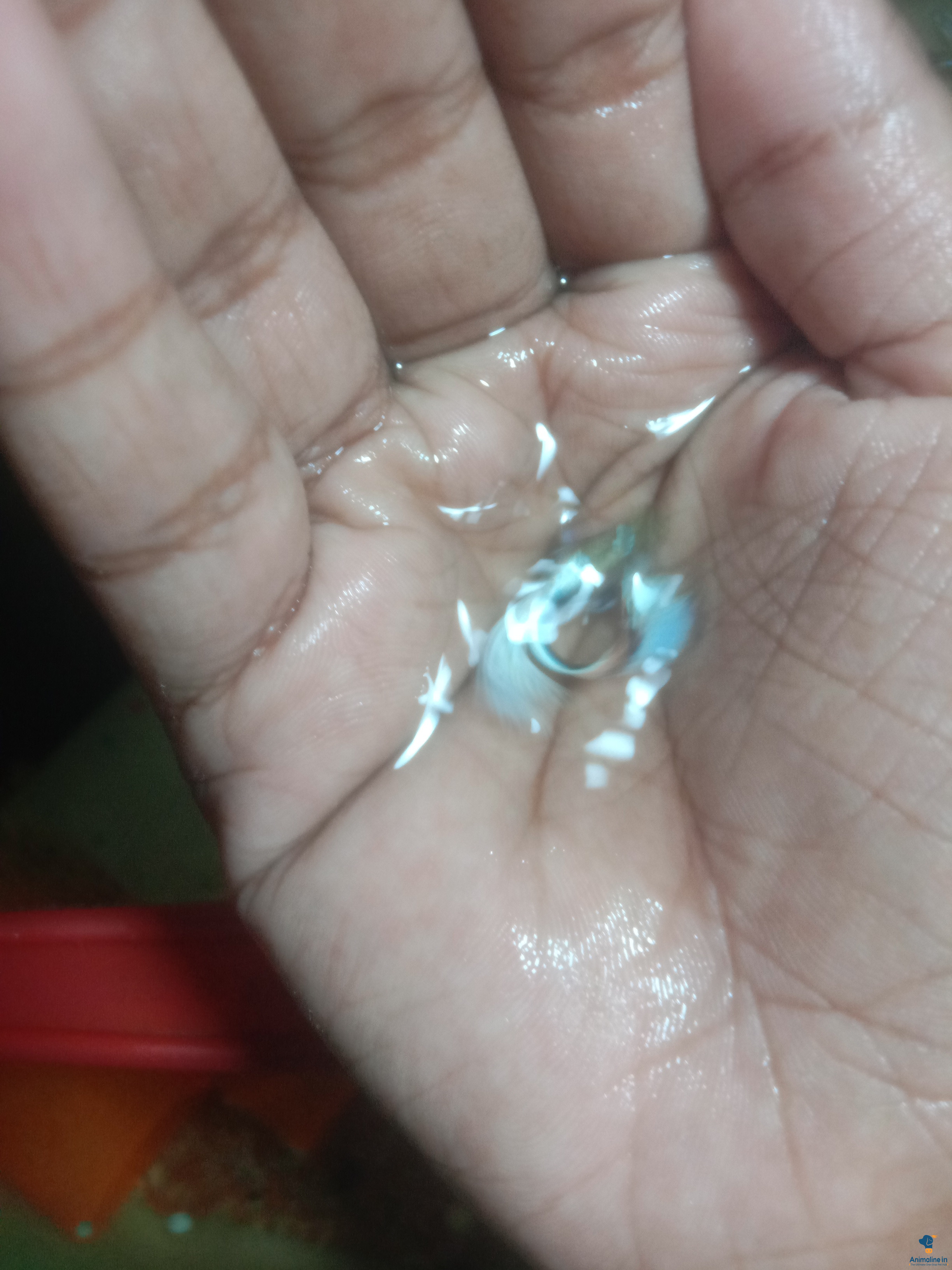 ಮಾರಾಟಕ್ಕಿದೆ ಆರೋಗ್ಯಕರ