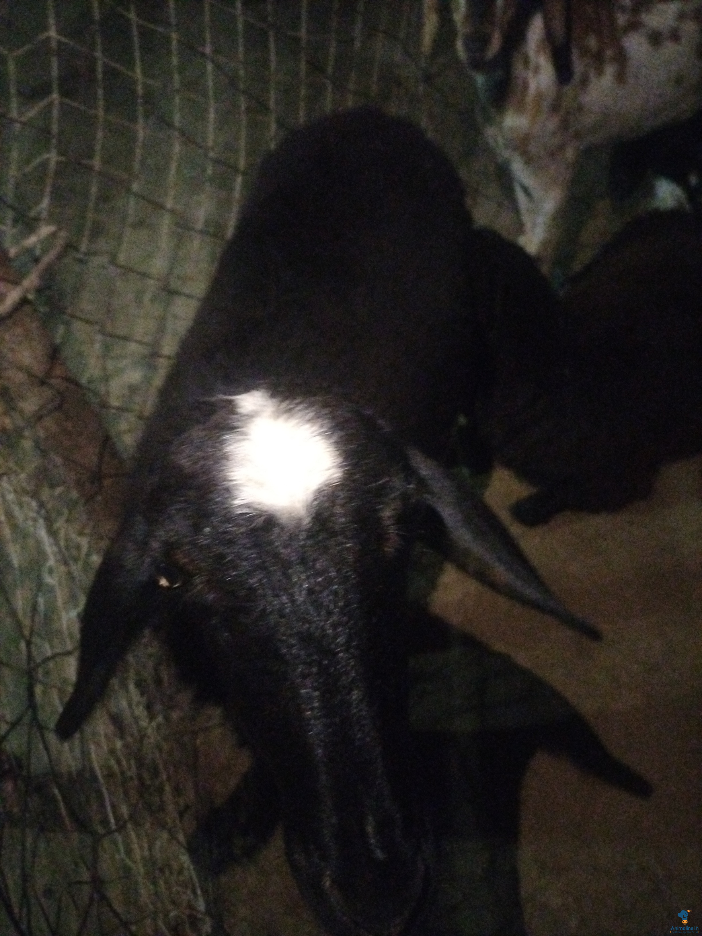 ಪ್ರೀಮಿಯಂ Bellary Sheep {