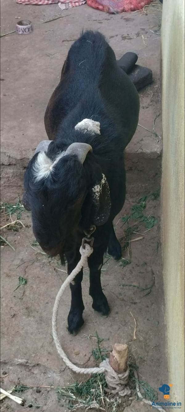 2 sal ka bakra