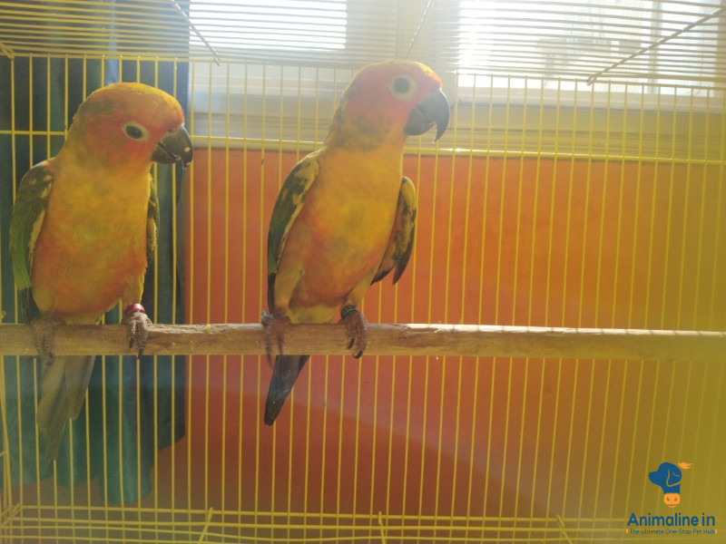 Sunconure male proven Bangalore homebread