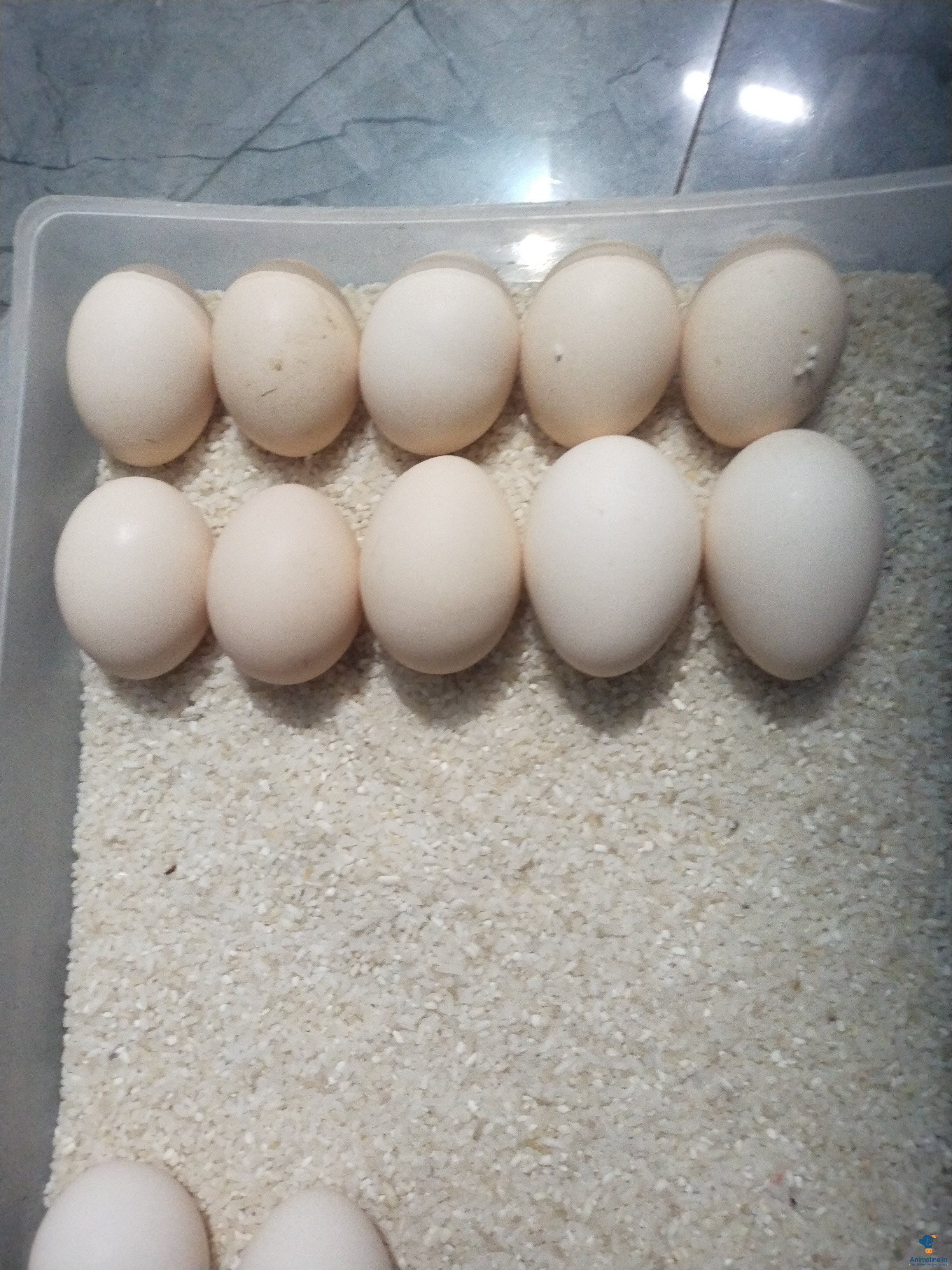 10 dinada motte 
