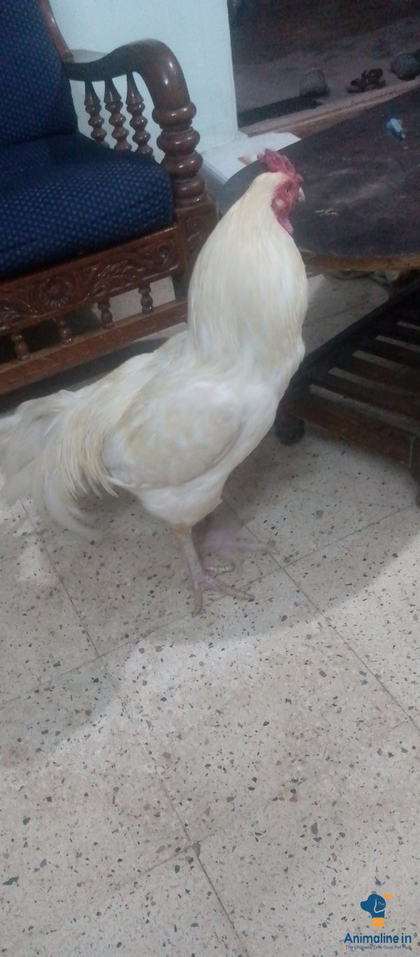 Healthy and Active Male Aseel for Sale