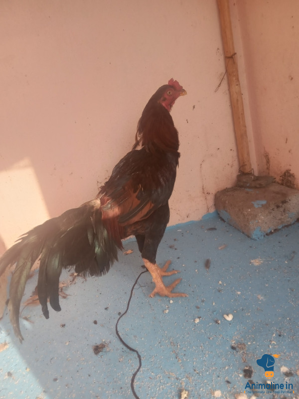 ಪ್ರೀಮಿಯಂ Aseel Hen {}