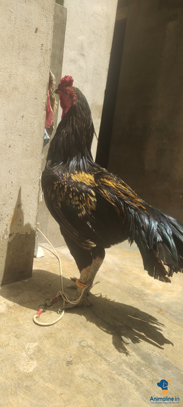 Good fighter. very speed. Good breeder one year two months 