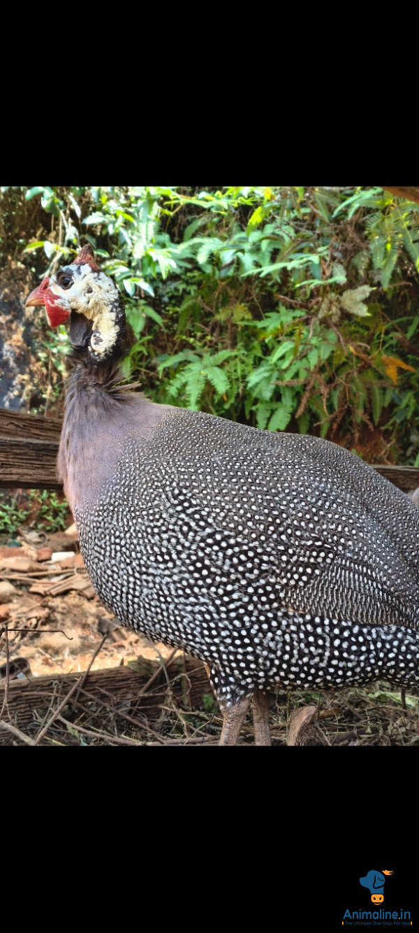 2bird available 