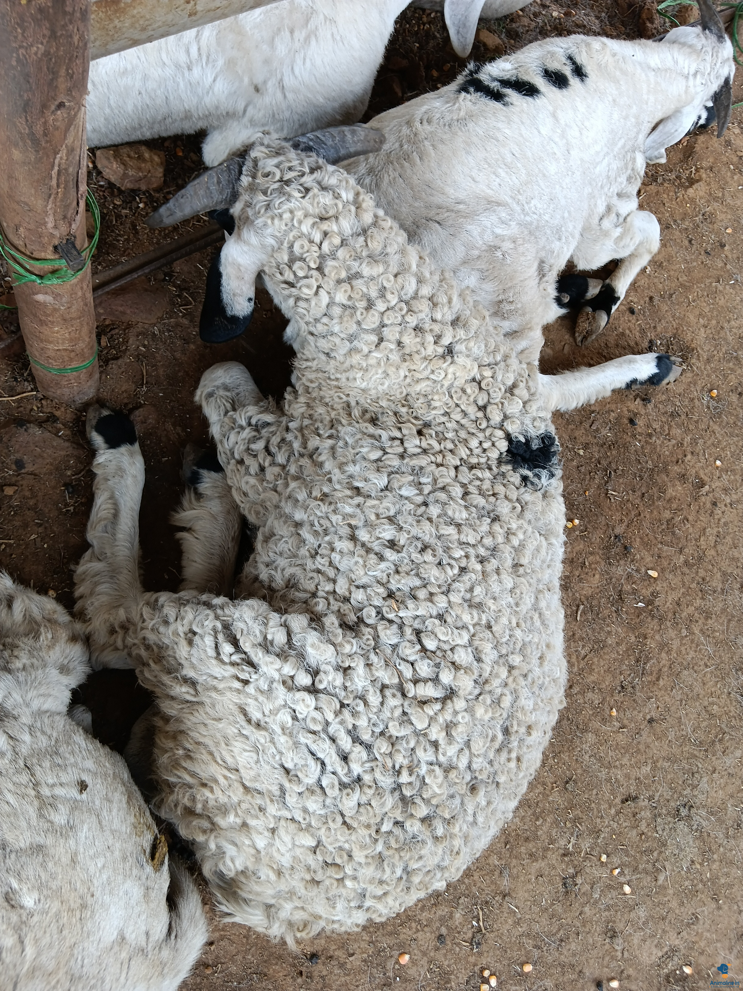 ಪ್ರೀಮಿಯಂ  Sheep {}