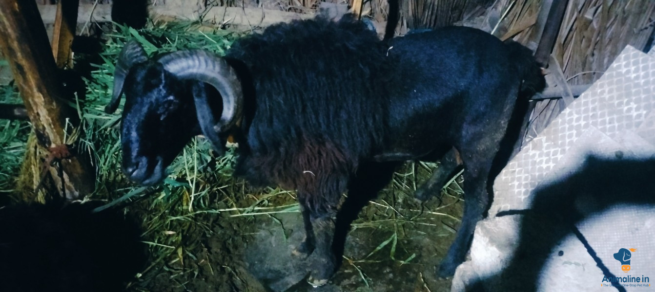 ಮಾರಾಟಕ್ಕಿದೆ ಆರೋಗ್ಯಕರ ಪುರುಷ Chokla Sheep