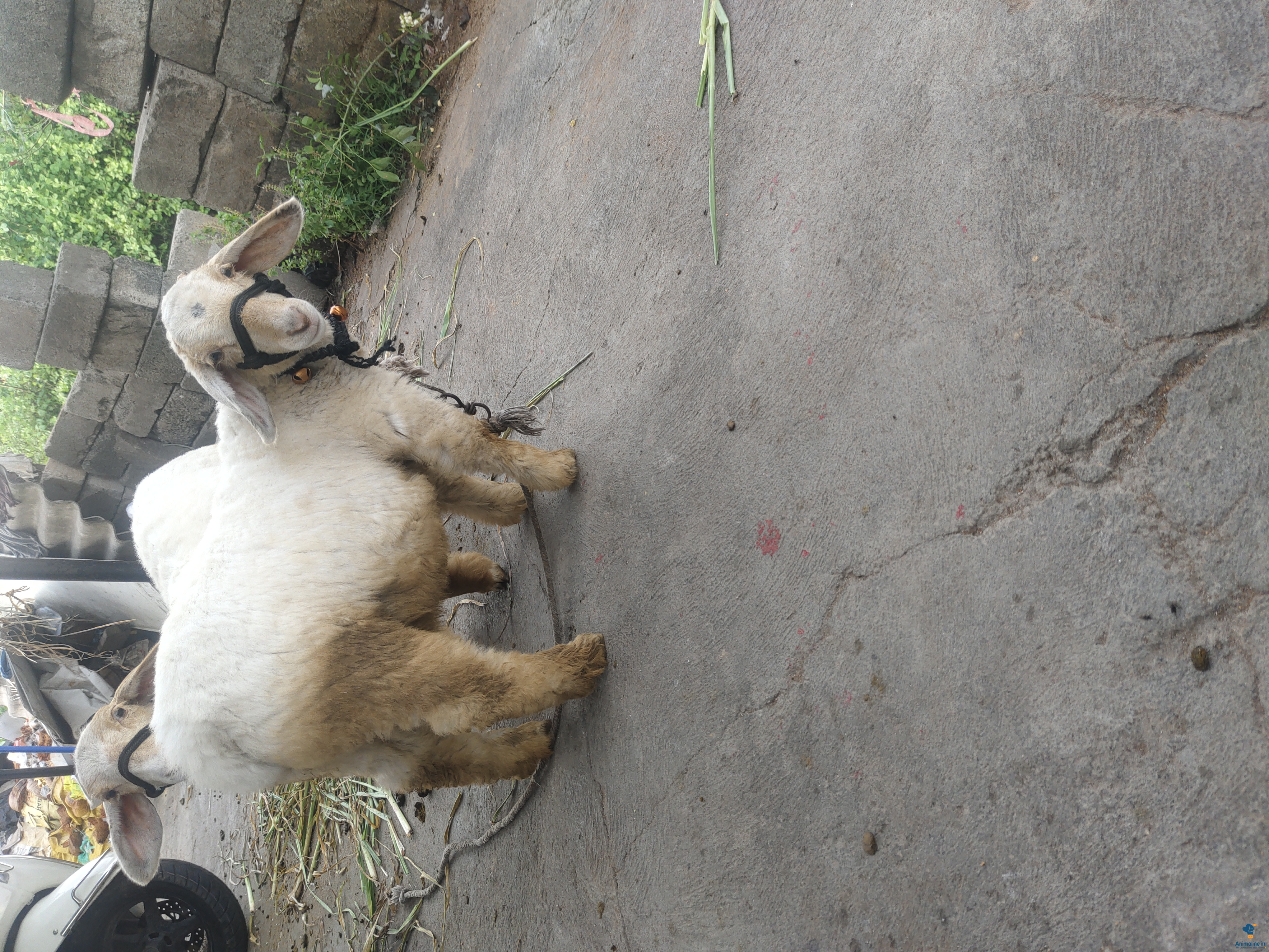 5 months male& female top quality bandur sheep 