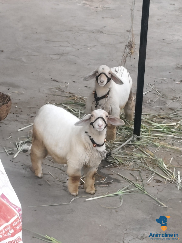 Healthy and Active Male&Females Bandur Sheep for Sale
