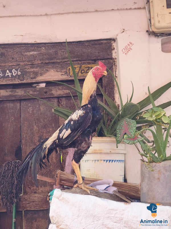 ಪ್ರೀಮಿಯಂ Aseel Hen {}