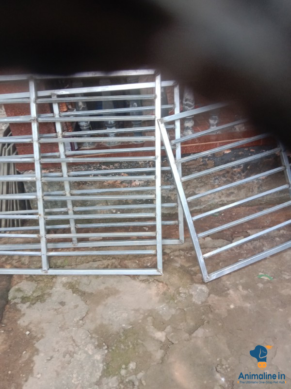 45 ದಿನದ ಮರಿ
