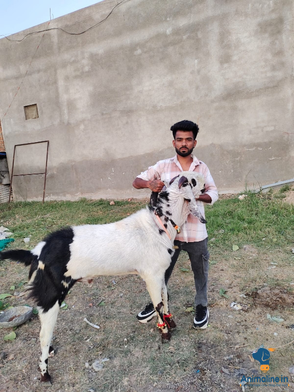 Sheera home breed