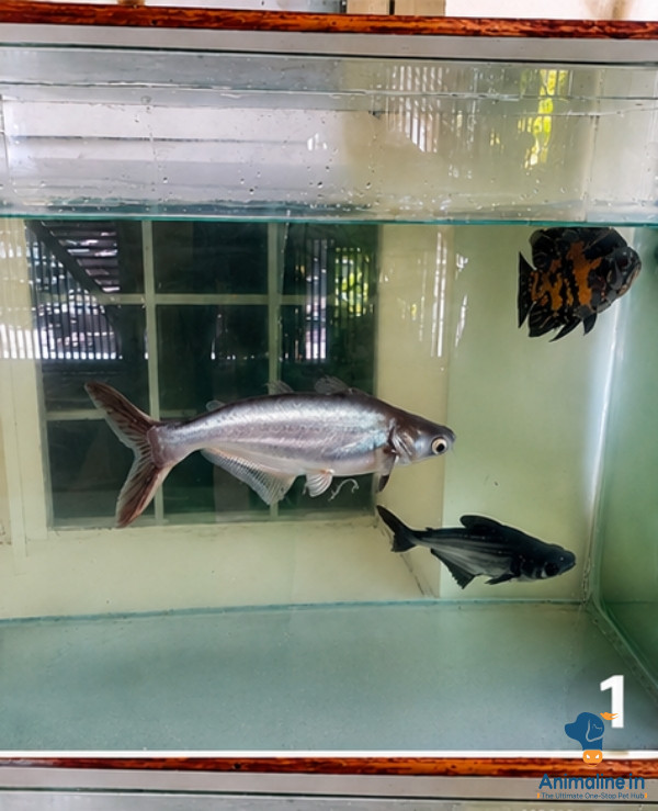 Giant Oscar fish and catfish for sale 